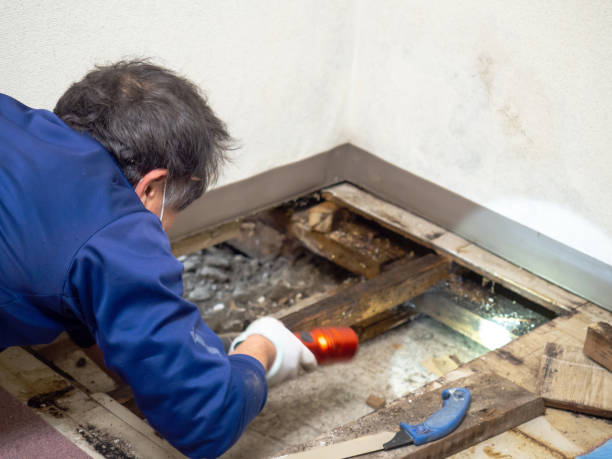 Del Rey, CA Mold Removal Company