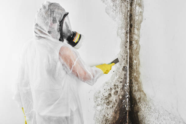 Best Home Mold Removal  in Del Rey, CA