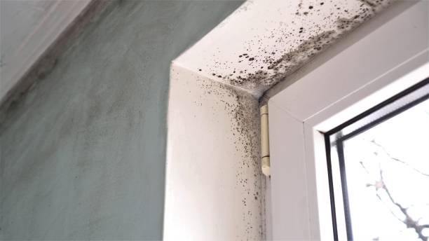 Office Mold Removal Services in Del Rey, CA