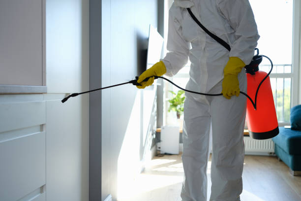 Best Commercial Mold Removal  in Del Rey, CA
