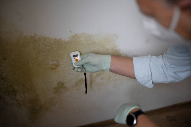 Best Black Mold Removal  in Del Rey, CA
