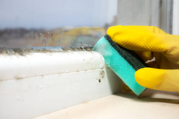 Best Local Mold Removal Service  in Del Rey, CA